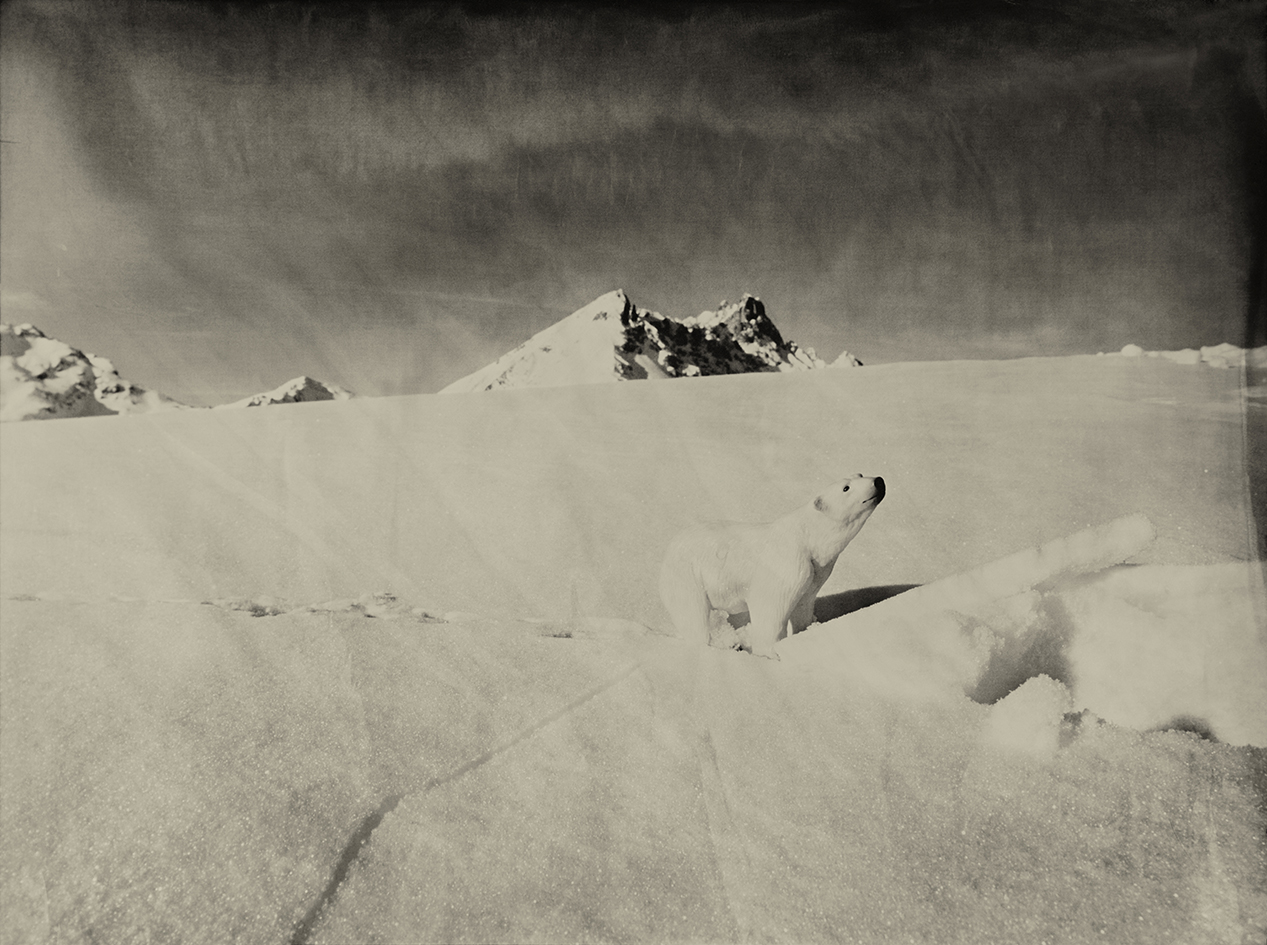 Polar Bear Klosters Switzerland